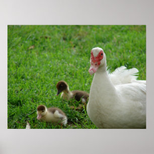 Poster Muscovy Hen E Ducklings