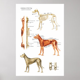 Poster muscular e esqueletal do cão da anatomia