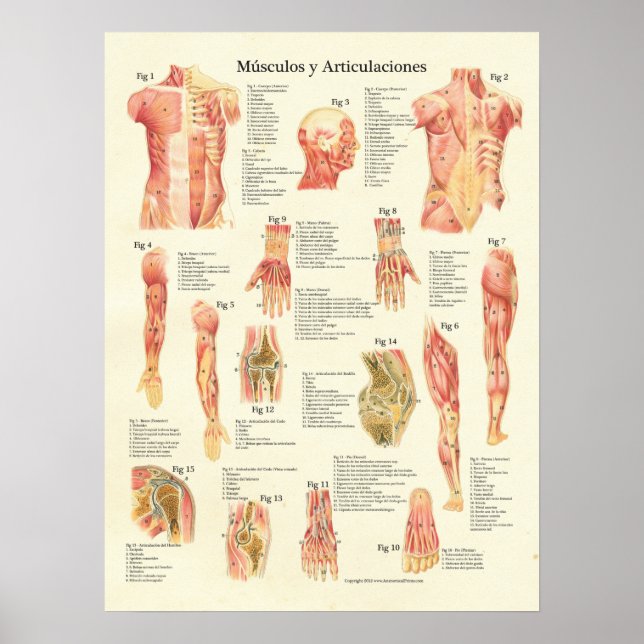 Póster Músculos Anatomia Músculos Anatomia Gráfico Espanh (Frente)
