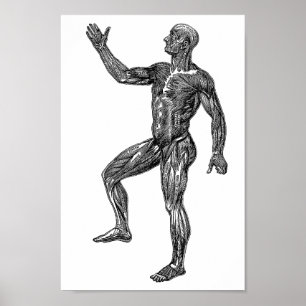 Poster Músculos da Anatomia Humana Masculina