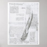Músculos da perna, Leonardo Da Vinci