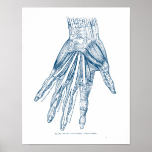 Póster Músculos de Arte Vintage Anatomy do Azul Mão