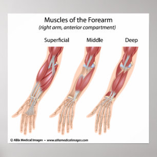 Póster Músculos de flexor do antebraço, desenho médico