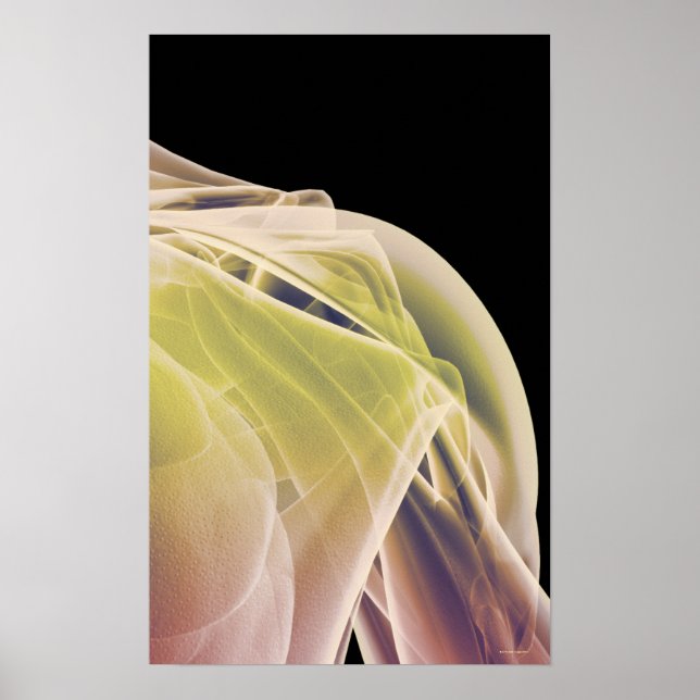 Póster Músculos do Ombro 4 (Frente)