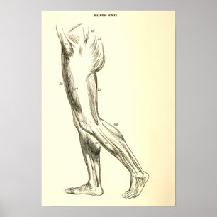 Póster Músculos do pé da anatomia do vintage II