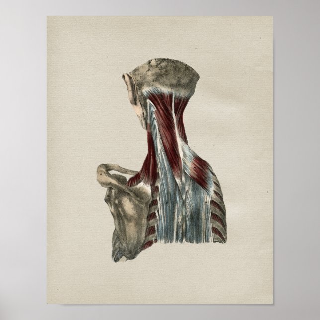 Póster Músculos do Pescoço Humano Anatomia Vintage Impres (Frente)