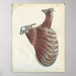 Poster Músculos dos ombros do pescoço Anatomia do pesco