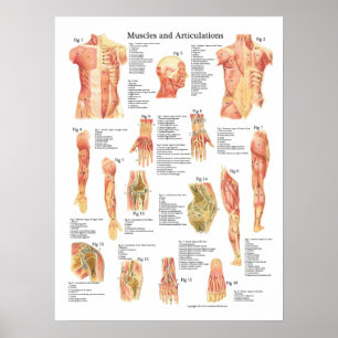 Poster Músculos e carta da anatomia das articulações