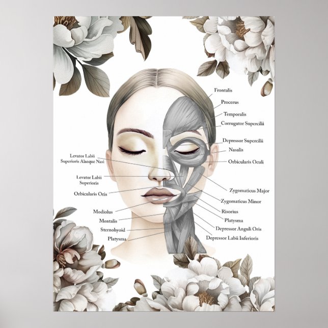 Poster Músculos Faciais Anatomia Arte Massagem Terapêutic (Frente)