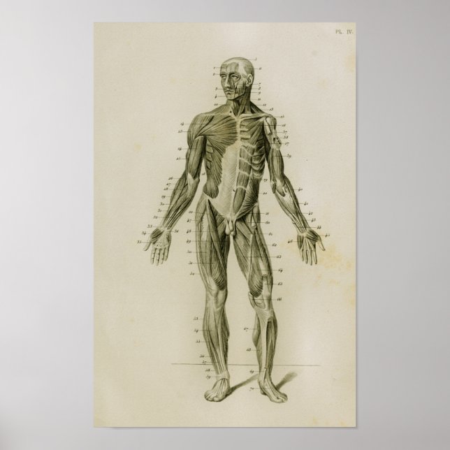 Póster Músculos Humanos Anterior Anatomia Vintage Impress (Frente)