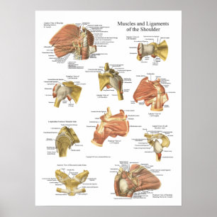 Póster Músculos - Ligações do Gráfico de Anatomia do 