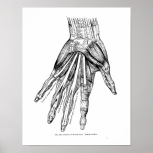 Póster Músculos médicos do desenho do vintage da mão