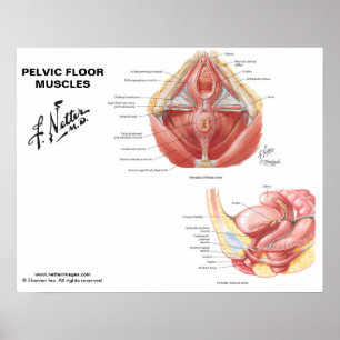 Poster Músculos pélvicos do assoalho do Netter - carta