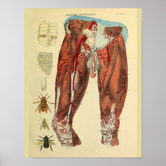 Póster Músculos Pernas Artérias Abelhas Anatomia Impressã (Frente)