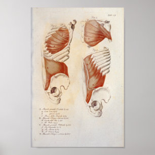 Poster Músculos profundos no peito Anatomia do abdômen 