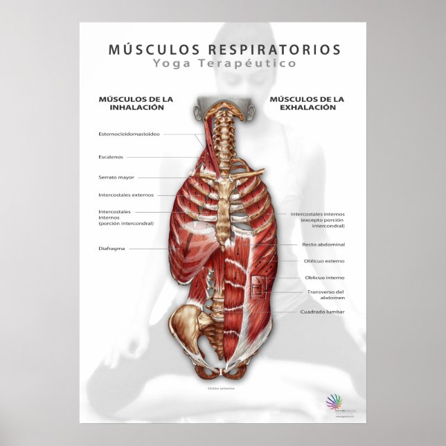 Poster Músculos Respiratórios (Frente)