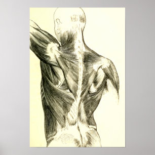 Poster Músculos traseiros da anatomia do vintage (cerc