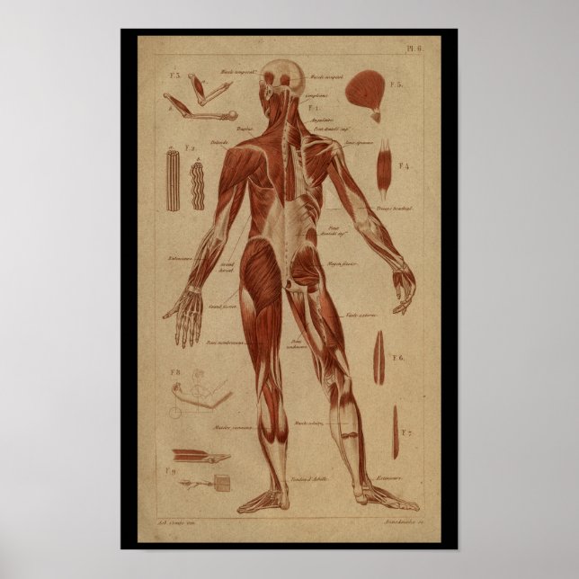 Póster Músculos traseiros Vintage Anatomia humana Impress (Frente)