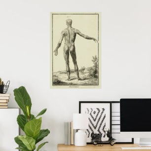 Poster Músculos Vintage, Anatomia Humana por Denis Didero
