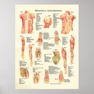Póster Músculos y Articulaciones Anatomia Espanhola