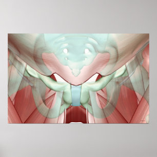 Póster Musculoskeleton da pelve 2