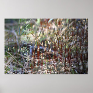 Poster Musgo Sporophyts
