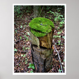 Poster Musgo Verde Aveludado