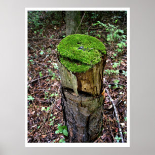 Poster Musgo Verde Aveludado