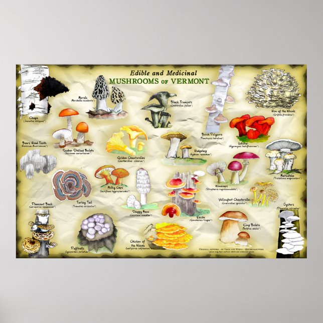 Poster Mushroom de Vermont (Frente)