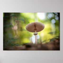 Poster Mushroom Nature Photo