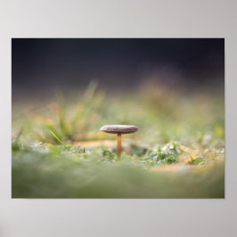 Poster Mushroom Nature Photo