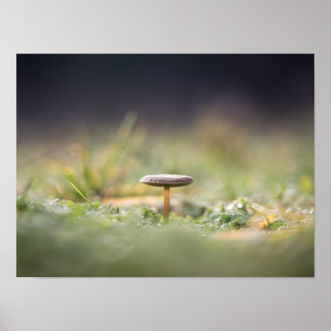 Poster Mushroom Nature Photo (Frente)