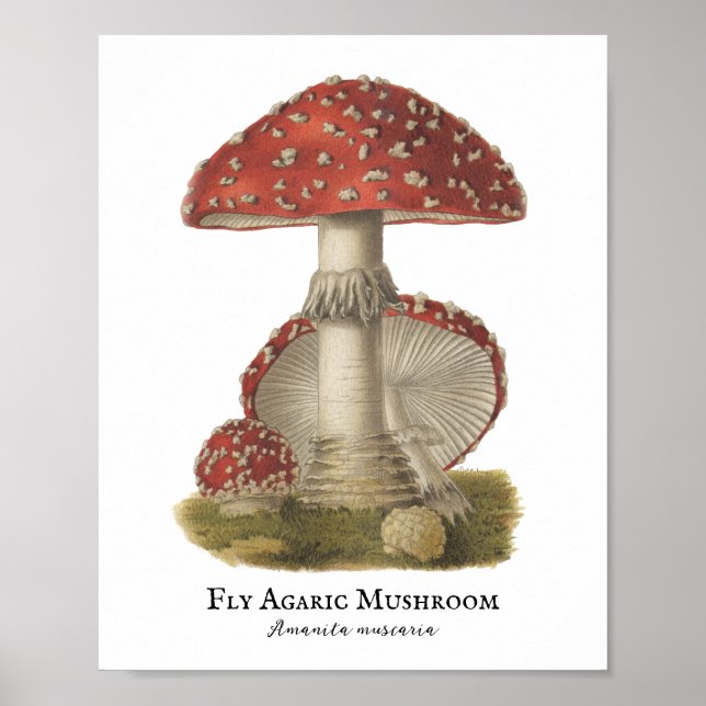 Poster Mushroom Red Magic Vintage 1800 (Frente)