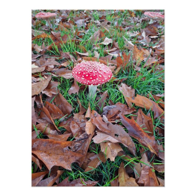 Póster mushroom red with white dots (Frente)
