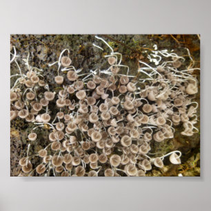 POSTER MUSHROOMS BIG ISLAND HAWAII