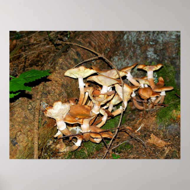 Poster Mushrooms in the forest (Frente)