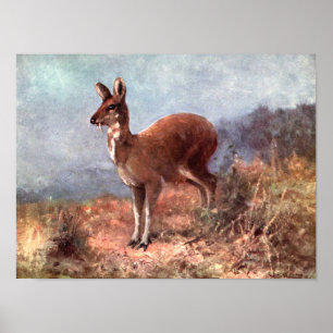 Póster Musk Deer by CE Swan, Vintage Wild