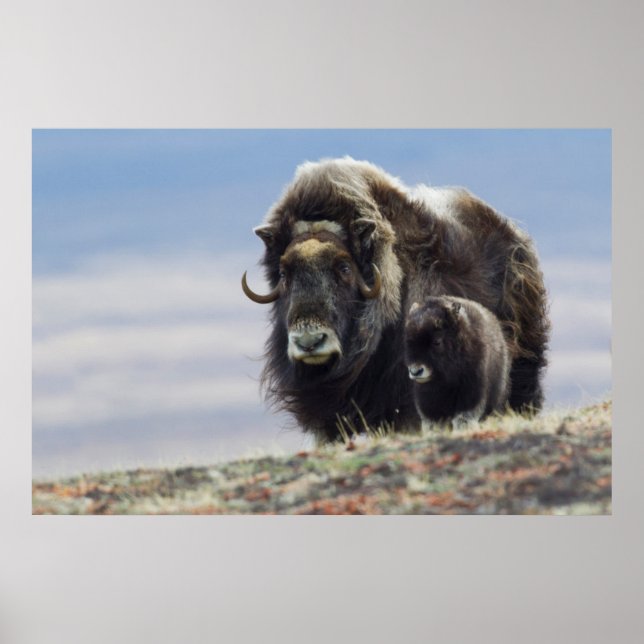 Póster Musk Ox com Vitelo (Frente)