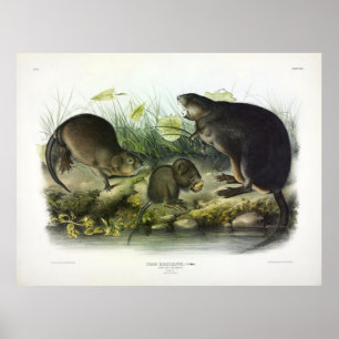 Poster Musk-Rat, Muskrat, Ondatra zibethicus, por Audubon