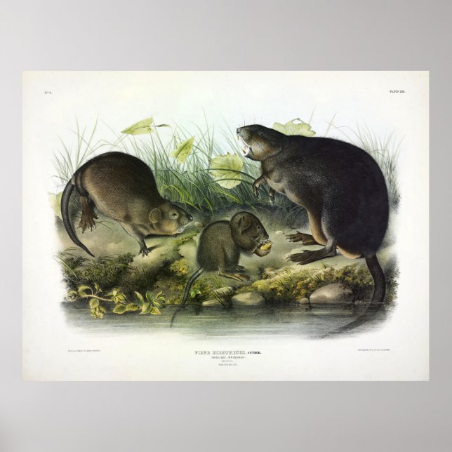 Poster Musk-Rat, Muskrat, Ondatra zibethicus, por Audubon (Frente)
