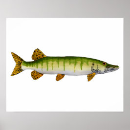 Poster Muskellunge (Muskie)