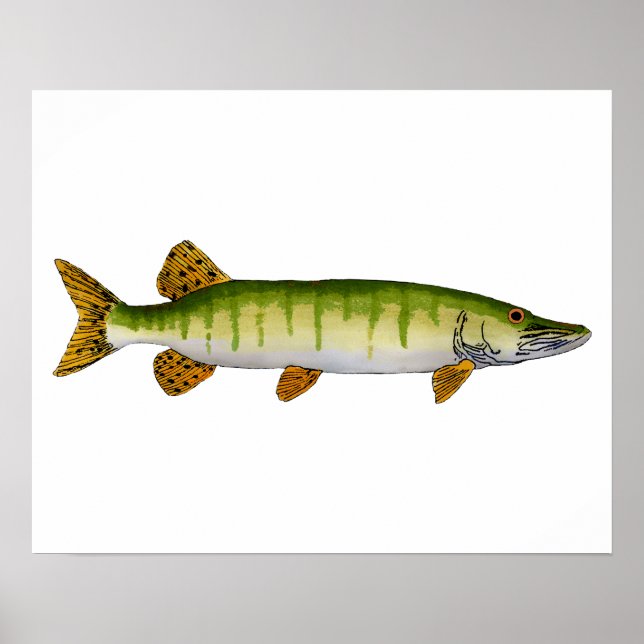 Poster Muskellunge (Muskie) (Frente)