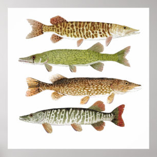 Póster Muskie, Pike, tigre & Pickerel