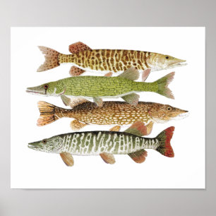 Poster Muskie, Pike, tigre & Pickerel II