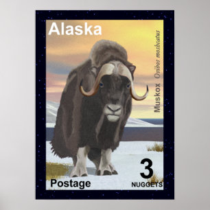 Poster Muskox