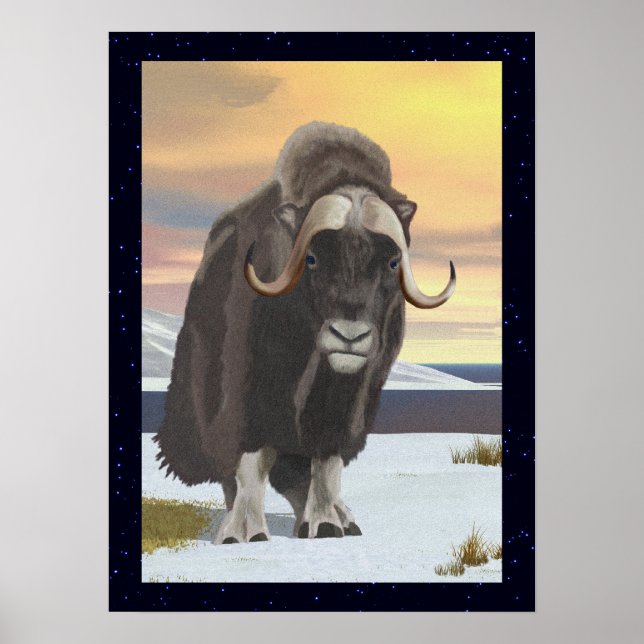 Póster Muskox (Frente)