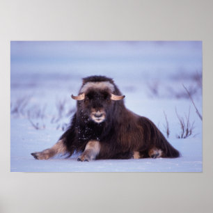 Poster muskox, moschatus do Ovibos, touro novo no