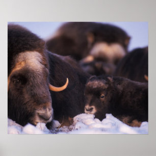 Póster muskox, moschatus do Ovibos, vaca com