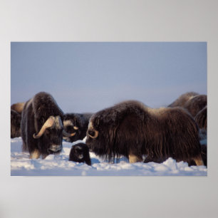 Poster muskox, Ovibos moschatus, touro e vaca com