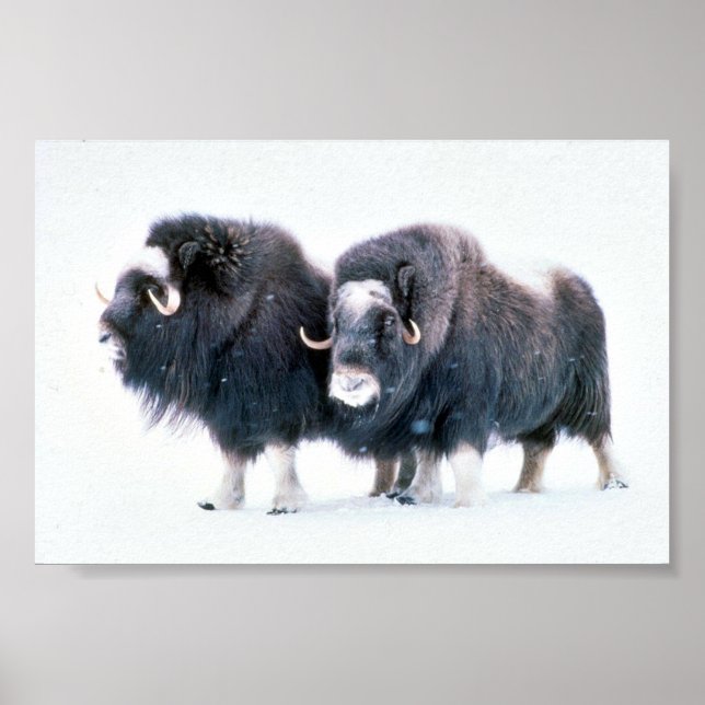 Poster Muskoxen (Frente)